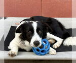 Small #1 Border Collie Mix