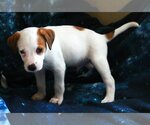 Small Photo #13 Boxador Puppy For Sale in Attalka, AL, USA