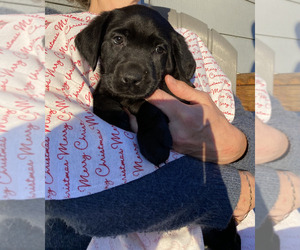 Medium Labrador Retriever