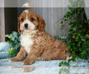 Medium Cavapoo