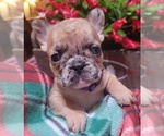 Small Photo #14 French Bulldog Puppy For Sale in SAINT MATTHEWS, SC, USA