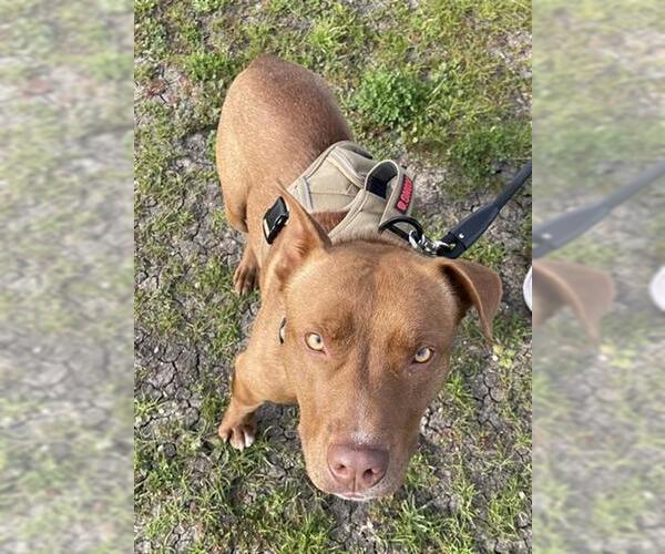 Medium Photo #1 Mutt Puppy For Sale in Stockton, CA, USA