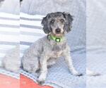 Small #2 Poodle (Miniature)