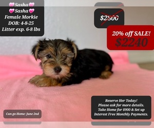 Morkie Puppy for sale in TUCSON, AZ, USA