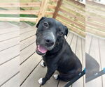 Small #2 American Pit Bull Terrier Mix
