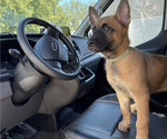 Small #1 Belgian Malinois
