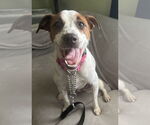 Small #7 Jack Russell Terrier-Whippet Mix