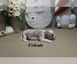 Small #5 Cavalier King Charles Spaniel