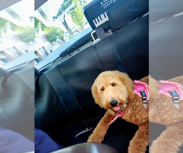 Medium Photo #1 Golden Retriever-Goldendoodle Mix Puppy For Sale in SNELLVILLE, GA, USA