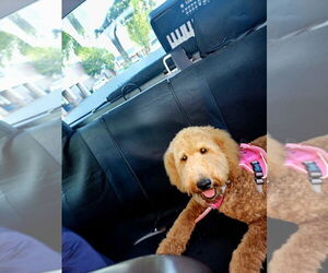 Golden Retriever-Goldendoodle Mix Puppy for sale in SNELLVILLE, GA, USA