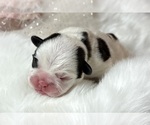 Puppy Sera French Bulldog