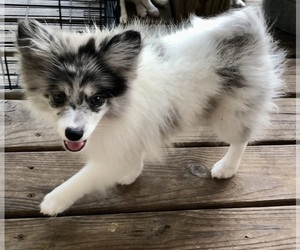 Pomeranian Puppy for sale in FORT JENNINGS, OH, USA