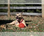 Small Photo #10 American Staffordshire Terrier-Unknown Mix Puppy For Sale in Arlington, VA, USA
