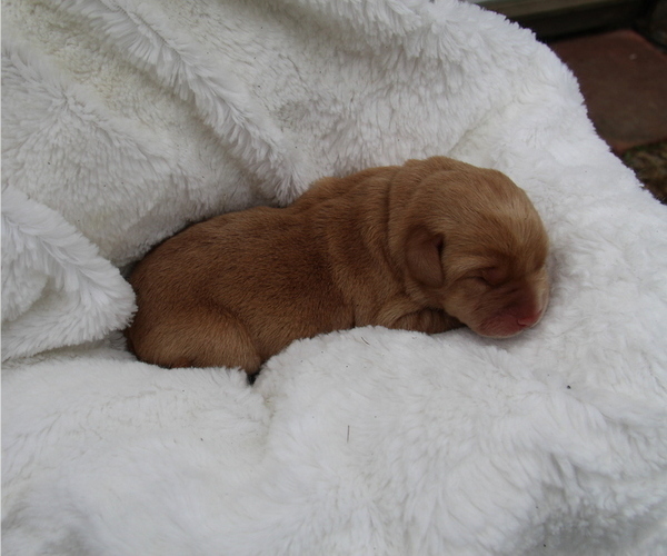 Medium Photo #3 Labrador Retriever Puppy For Sale in HYDE PARK, VT, USA