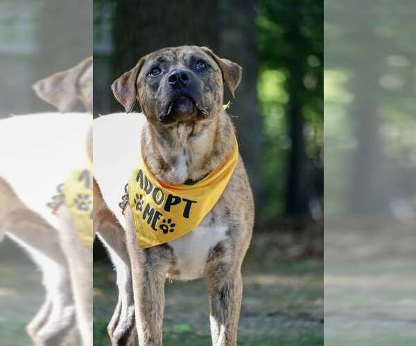 Medium Photo #10 Mastiff-Unknown Mix Puppy For Sale in Westminster, MD, USA