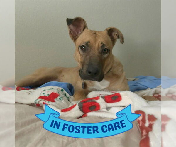 Medium Photo #3 Black Mouth Cur-Unknown Mix Puppy For Sale in Tallahassee, FL, USA