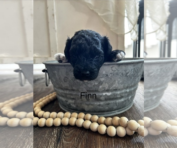 Medium Photo #13 Havapoo Puppy For Sale in VANCOUVER, WA, USA