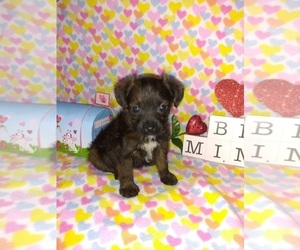 Yorkshire Terrier Puppy for sale in LAPEER, MI, USA