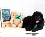 Puppy 2 Newfoundland