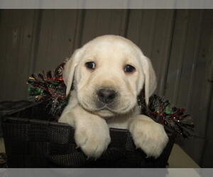 Labrador Retriever Puppy for sale in LIMA, OH, USA