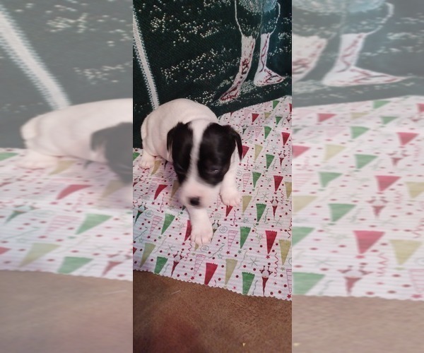 Medium Photo #4 Jack Russell Terrier Puppy For Sale in TOMS RIVER, NJ, USA