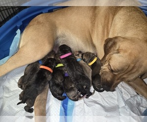 Cane Corso-Neapolitan Mastiff Mix Puppy for sale in TOPEKA, KS, USA