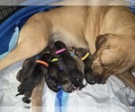 Small Cane Corso-Neapolitan Mastiff Mix