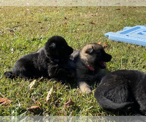 Medium Photo #9 German Shepherd Dog Puppy For Sale in TRAVELERS REST, SC, USA