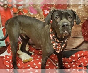 Neapolitan Mastiff-Unknown Mix Dogs for adoption in Placerville, CA, USA
