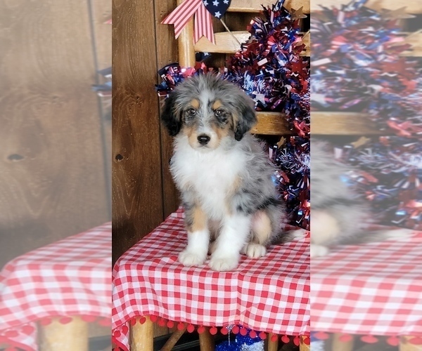 Medium Photo #33 Bernedoodle (Miniature) Puppy For Sale in BLACK FOREST, CO, USA