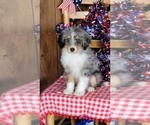 Small Photo #33 Bernedoodle (Miniature) Puppy For Sale in BLACK FOREST, CO, USA