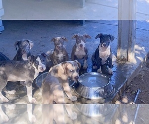 American Pit Bull Terrier Puppy for sale in HESPERIA, CA, USA