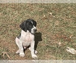 Small Photo #3 German Shorthaired Pointer Puppy For Sale in SANFORD, NC, USA