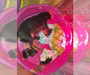 Rottweiler Puppy for sale in YPSILANTI, MI, USA