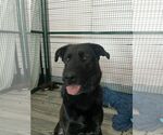 Small #3 Labrador Retriever Mix