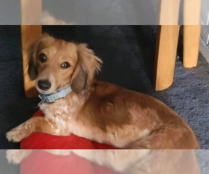 Mother of the Dachshund puppies born on 05/09/2025