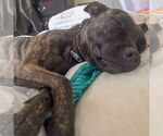 Small #8 American Staffordshire Terrier-Boxer Mix