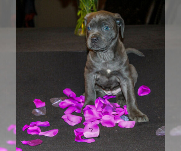 Medium Photo #3 Cane Corso Puppy For Sale in OAK LAWN, IL, USA