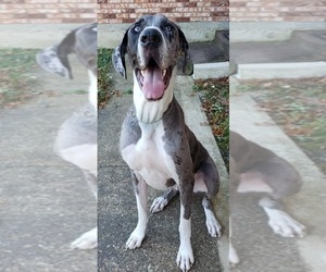 Great Dane Puppy for sale in BOLIVAR, MO, USA