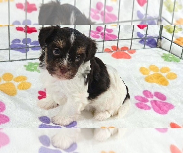Medium Photo #1 Havashire Puppy For Sale in ORO VALLEY, AZ, USA
