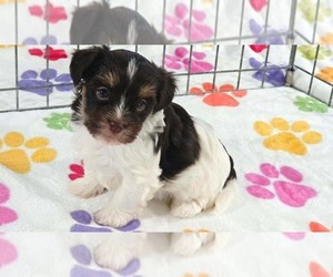 Havashire Puppy for sale in ORO VALLEY, AZ, USA