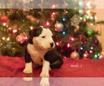 Small Photo #4 American Bully Puppy For Sale in HOUSTON, TX, USA