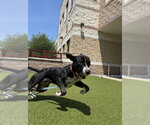 Small #2 American Pit Bull Terrier