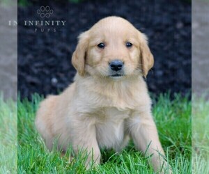 Golden Retriever Puppy for sale in LITITZ, PA, USA