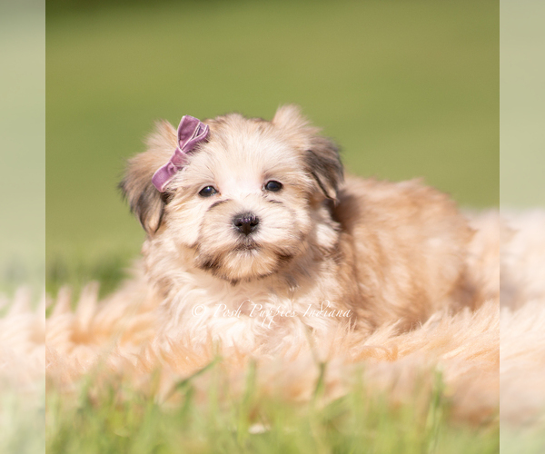 Medium Photo #3 Morkie Puppy For Sale in WARSAW, IN, USA
