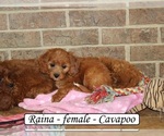 Small #1 Cavapoo