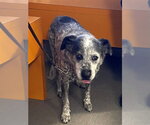 ODDIE - Female Mutt Dog for Adoption - Small photo