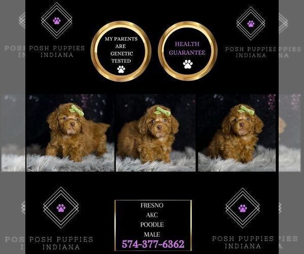 Medium Photo #2 Poodle (Toy) Puppy For Sale in WARSAW, IN, USA