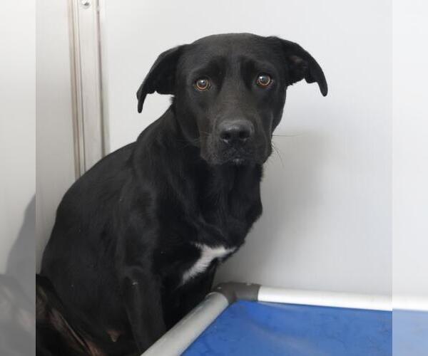 Medium Photo #1 Labrador Retriever-Unknown Mix Puppy For Sale in San Antonio, TX, USA