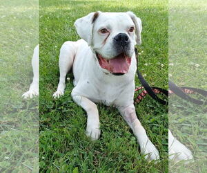 American Pit Bull Terrier-Unknown Mix Dogs for adoption in Germantown, OH, USA